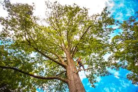 Best Stump Grinding and Removal  in Whittingham, NJ
