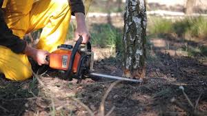 Best Tree Maintenance Programs  in Whittingham, NJ