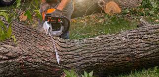 Best Lawn Grading and Leveling  in Whittingham, NJ
