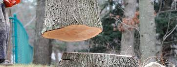Best Tree Risk Assessment  in Whittingham, NJ