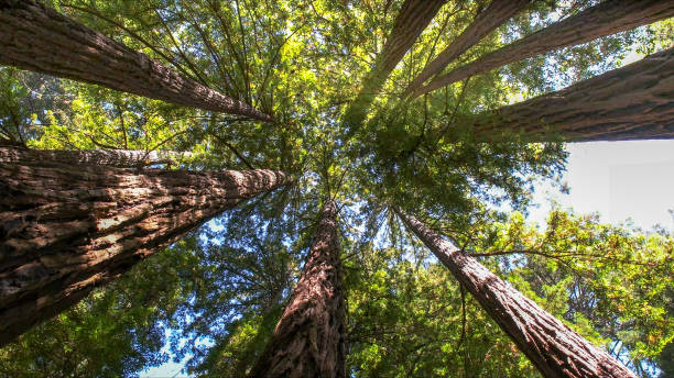 Best Tree Fertilization  in Whittingham, NJ