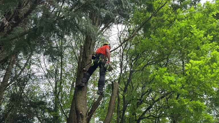 Best Palm Tree Trimming  in Whittingham, NJ